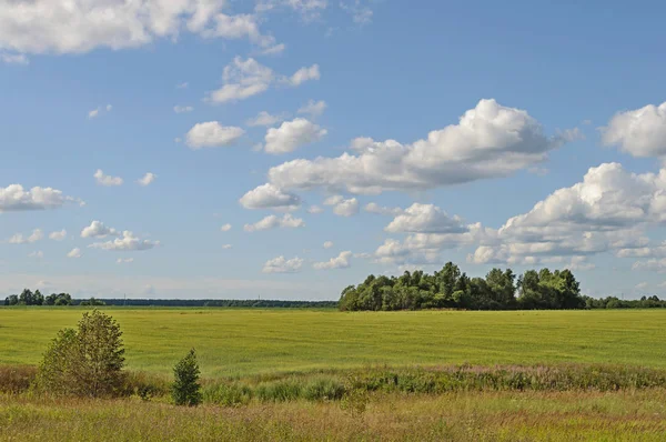 Paysage Champêtre Prairie Verte Sur Fond Forêt Journée Ensoleillée Été — Photo