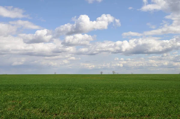 Krajina Zelené Pole Země Jarním Období Bílé Mraky Modré Obloze — Stock fotografie