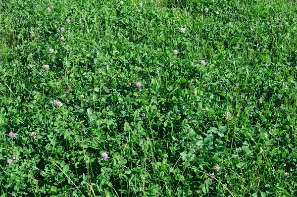 緑のクローバー フィールドのクローズ アップ — ストック写真