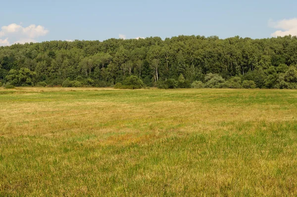 Gemähte Grüne Wiese Auf Waldhintergrund Sonniger Sommertag — Stockfoto