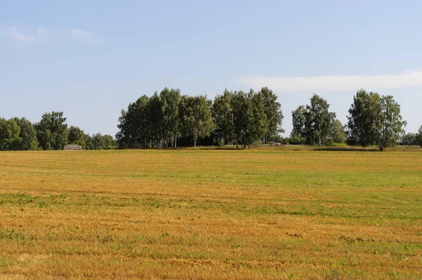 Land Landschap Gele Weide Buurt Van Rand Van Het Dorp — Stockfoto