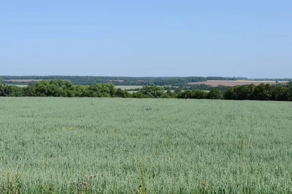 Groene Boerderij Veld Bos Achtergrond Zonnige Zomerdag — Stockfoto