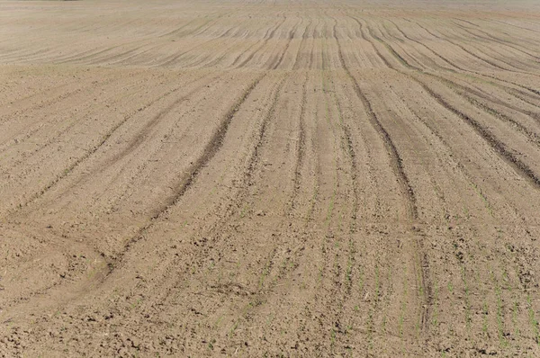 Gepflügtes Feld Sonnigen Tag — Stockfoto