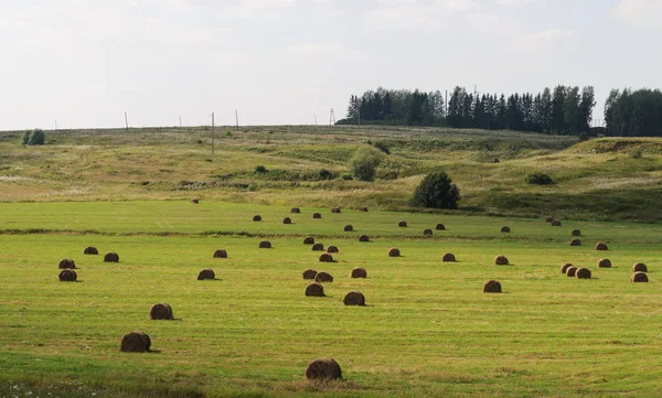 Landschaft Grüne Wiese Mit Heuballen Sommertag — Stockfoto