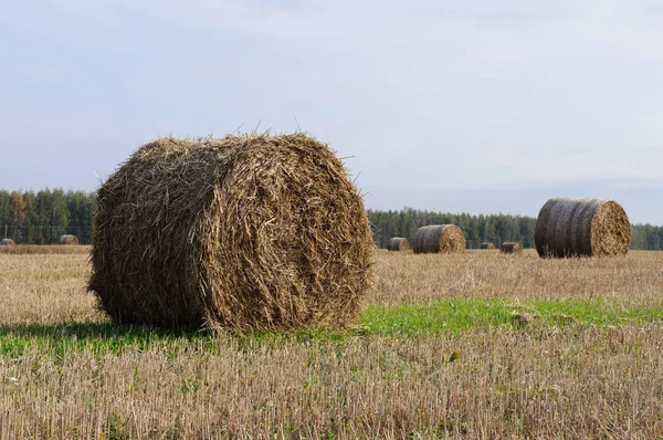 Country Landscape Farm Field Hay Bales Sunny Summer Day — Stock Photo, Image
