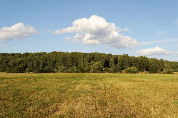 ファーム森の背景 日当たりの良い牧草地夏の日 — ストック写真