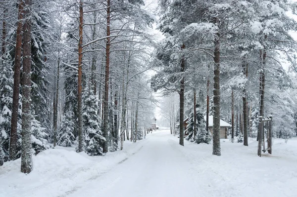Allee im Winterpark — Stockfoto