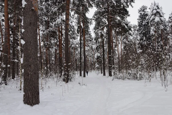 Pini innevati nella foresta invernale — Foto Stock