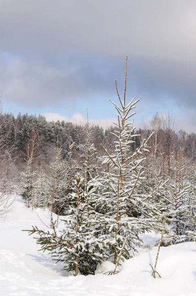 Snöiga unga Gran-träd på vintern — Stockfoto