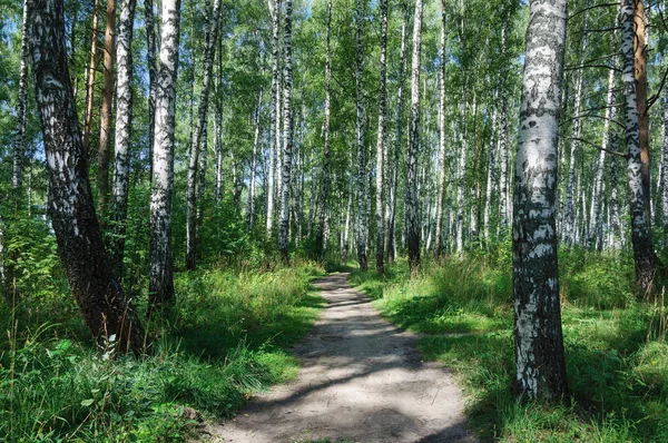 Fußweg im Birkenhain — Stockfoto