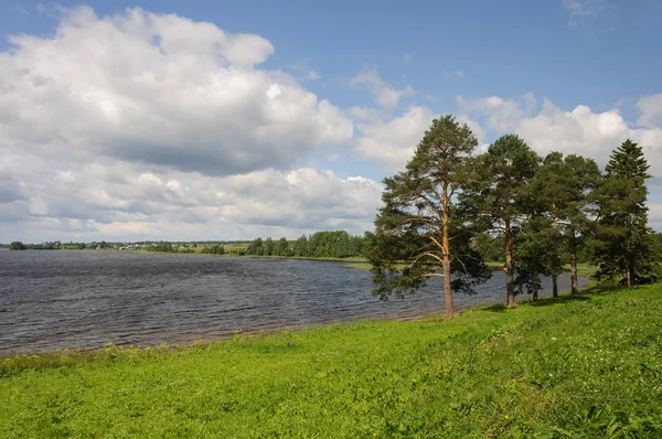 Mäntypuut järven rannalla — kuvapankkivalokuva