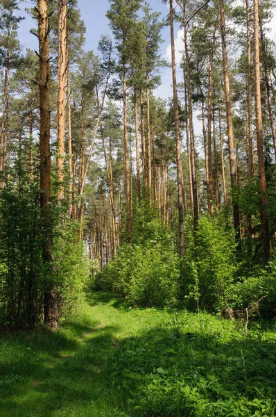 Voetpad in voorjaar bos — Stockfoto