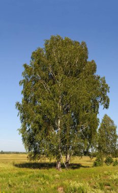 Çayırda huş ağacı