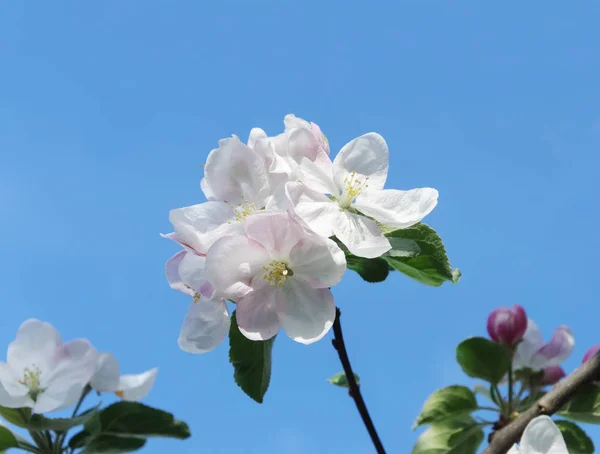 盛开的苹果花 — 图库照片