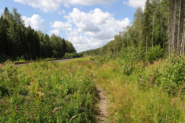 Sentiero nella foresta estiva — Foto Stock