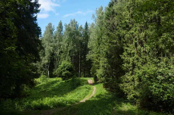 Coniferous forest, zomer — Stockfoto