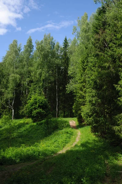Sentiero nella foresta — Foto Stock
