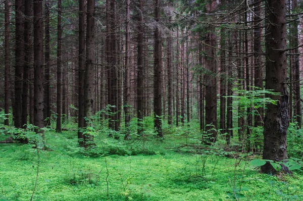 Pequena clareira em uma floresta — Fotografia de Stock