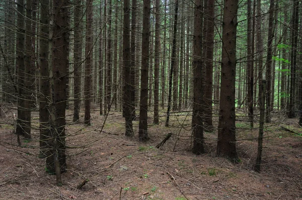 Pnie drzew w lesie — Zdjęcie stockowe