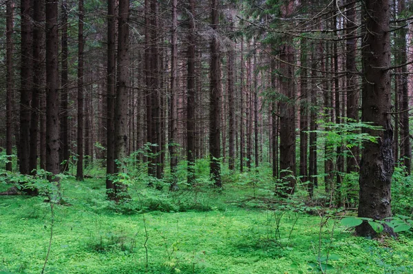 Small glade in a forest Stock Image