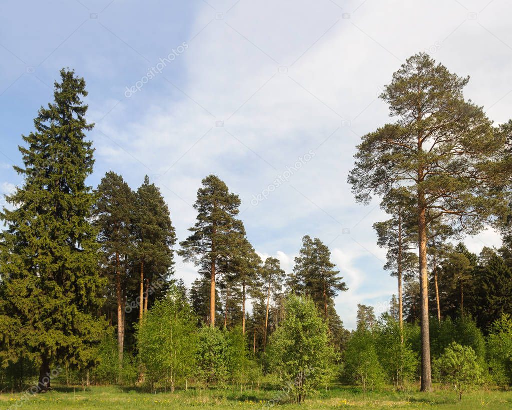 Coniferous forest, summer time