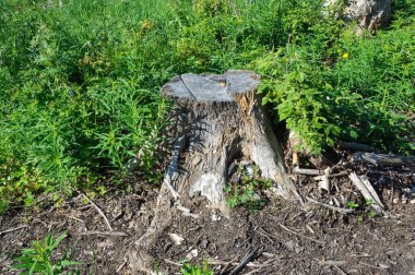 Çim eski kütüğü