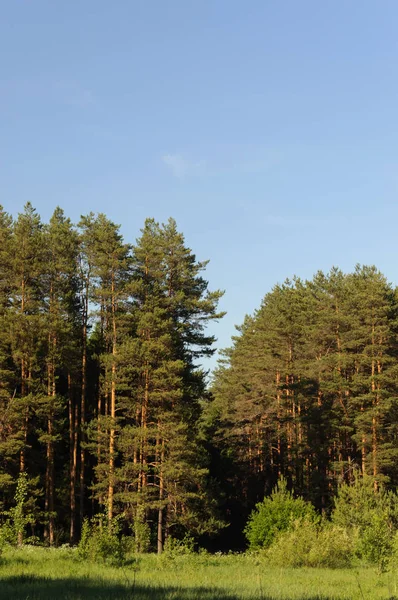 Dennen in de zomer bos — Stockfoto