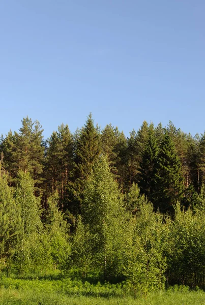 Bomen in een bos — Stockfoto