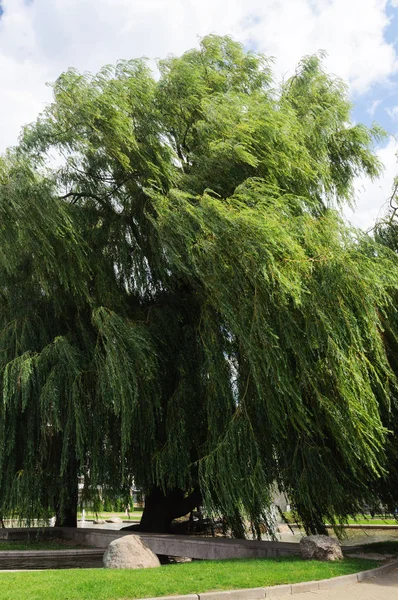 Weeping willow in square — Stock Photo, Image