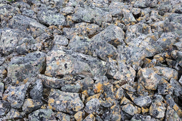 Tundra'da gri taşların kapatılması — Stok fotoğraf