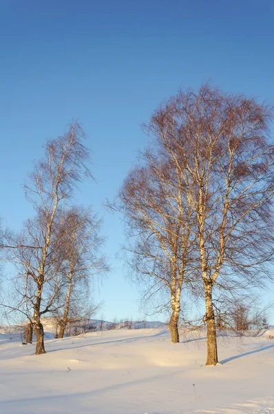 Kala Björk träd på vintern — Stockfoto