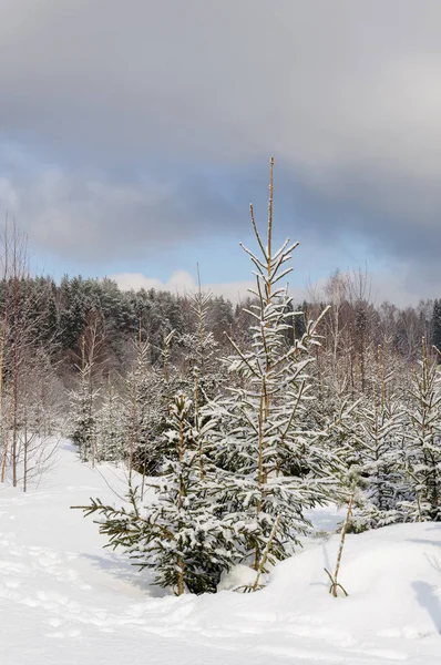 Χιονισμένα δέντρα το χειμώνα Δάσος — Φωτογραφία Αρχείου
