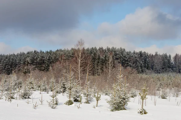 Snöiga träd i vinterskogen — Stockfoto