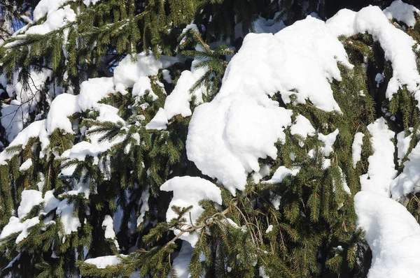 Branches de sapin avec neige — Photo