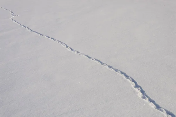 Śnieżne tło z szlakiem zwierzęcym — Zdjęcie stockowe