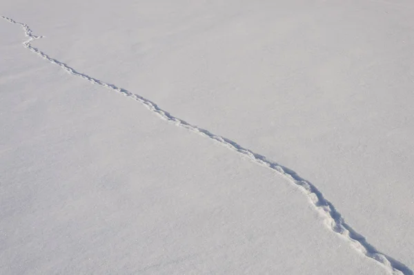 Sneeuw achtergrond met dieren parcours — Stockfoto