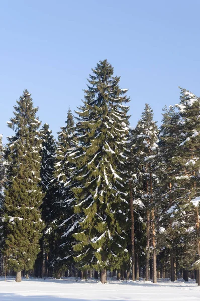 Barrskogen i vintertid — Stockfoto