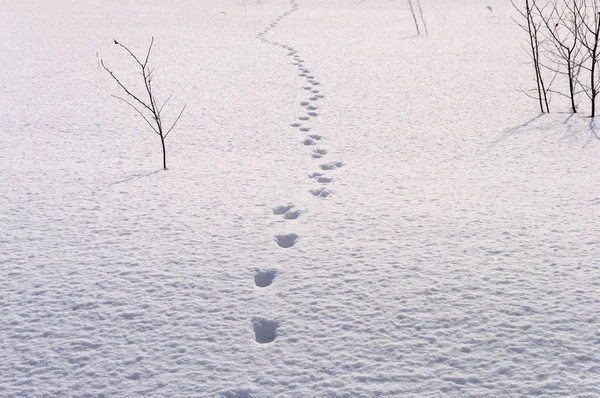 Empreintes de pas dans la neige profonde — Photo