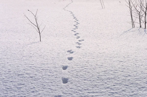 Impronte nella neve profonda — Foto Stock