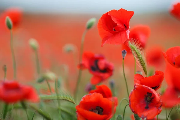 無人の野の花が赤いケシ 選択的なフォーカスを持つ美しいフィールド赤いケシ 柔らかな光で赤いケシの花 フィールドの赤いケシ 自然な薬 空き地の赤いケシの花 孤独な赤いケシ 山の牧草地に赤いケシ — ストック写真