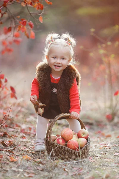 子は秋のりんご狩り 小さな赤ちゃん女の子がリンゴの木の果樹園で遊んで 子供たちは バスケットにフルーツを拾います 幼児食果実は落下収穫です 子供のための屋外の楽しみ 健康的な栄養 秋の庭に熟したりんごがいっぱい入ったかごを持つ少女 — ストック写真