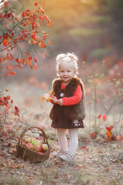 Child Picking Apples Autumn Little Baby Girl Playing Apple Tree — Stock Photo, Image