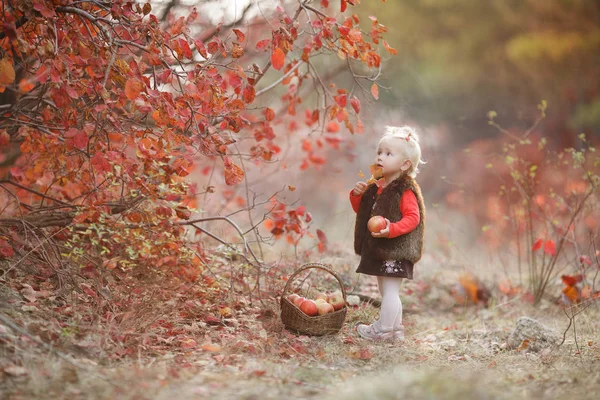 Kind Pflückt Herbst Äpfel Kleines Mädchen Spielt Apfelbaumgarten Kinder Pflücken — Stockfoto