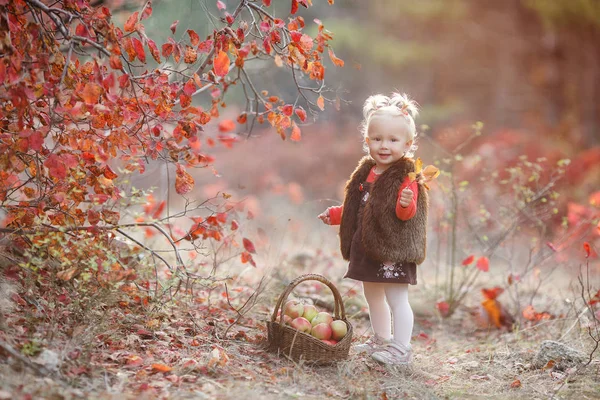 Kind Pflückt Herbst Äpfel Kleines Mädchen Spielt Apfelbaumgarten Kinder Pflücken — Stockfoto