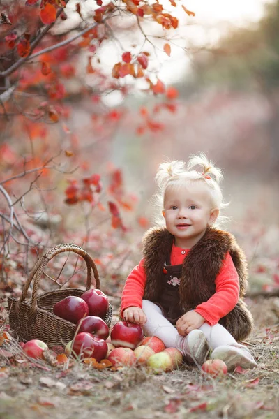 孩子在秋天摘苹果 小女孩在苹果树果园玩 孩子们在篮子里摘水果 幼儿在秋收时吃水果 孩子们的户外乐趣 健康营养 秋天花园里装满成熟苹果的小女孩 — 图库照片