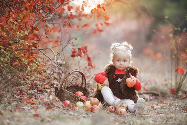 Criança Pegando Maçãs Outono Pequena Menina Brincando Pomar Macieira Crianças — Fotografia de Stock