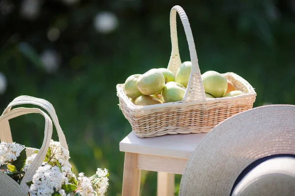 Little Mistress Things White Flowering Bushes Basket Green Apples Straw — Stock Photo, Image