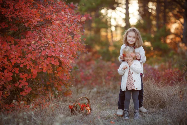 两个可爱的妹妹在美丽的秋日里玩得很开心 快乐的孩子们在秋天的公园里玩耍 收集黄色落叶的孩子 孩子们的秋季活动快乐的女朋友们秋天会花时间在公园的外面 — 图库照片