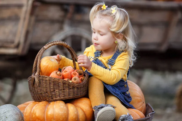 Child picking pumpkins at pumpkin patch. Little toddler girl playing among squash at farm market. Family time at Thanksgiving and Halloween.Little girl having fun on a tour of a pumpkin farm at autumn. Child sitting on largest pumpkin.