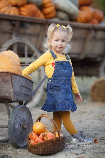 Child picking pumpkins at pumpkin patch. Little toddler girl playing among squash at farm market. Family time at Thanksgiving and Halloween.Little girl having fun on a tour of a pumpkin farm at autumn. Child sitting on largest pumpkin.